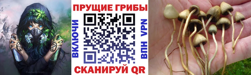 мориарти как зайти  Михайлов  Галлюциногенные грибы Magic Shrooms 